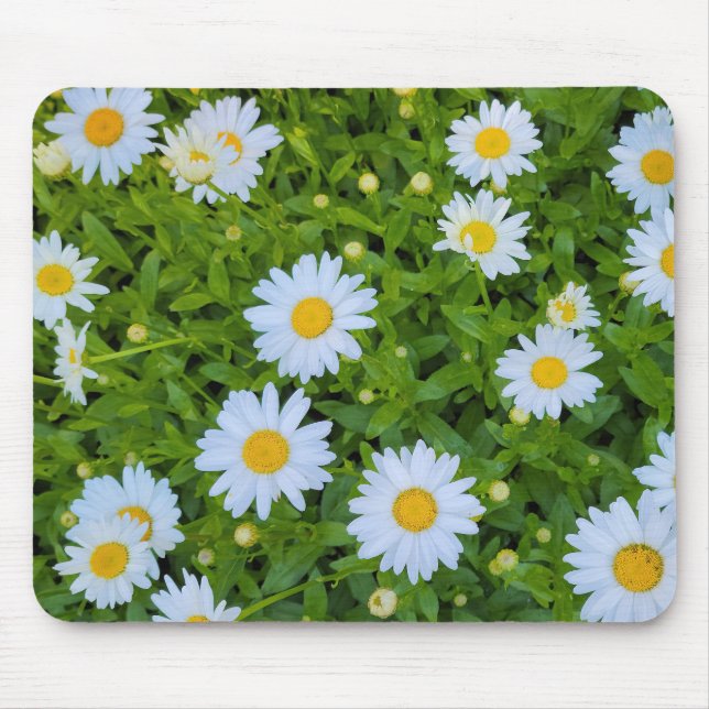 White Daisy Garden Musmatta (Framsidan)
