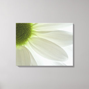 White Daisy Petals Canvastryck
