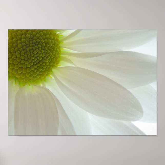 White Daisy Petals Poster (Framsidan)