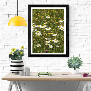 White Daisy Wildblommor Poster