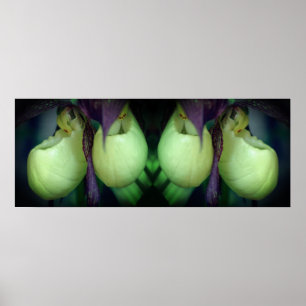 White Dam Slipper Orchid Flowers Spegel Abstrakt Poster