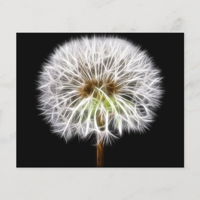 White Dandelion Flower Plant (Framsida)