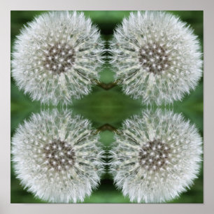 White Dandelion Fluff Close Abstrakt Poster