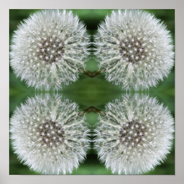White Dandelion Fluff Close Abstrakt Poster (Framsidan)