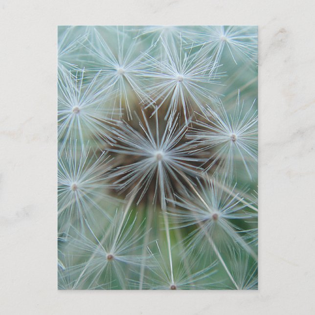 White Dandelion Vykort (Framsida)