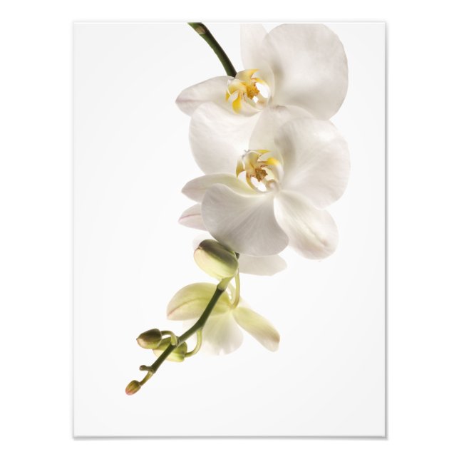 White Dendrobium Orchid Flower Spray Blommigt Fototryck (Framsidan)
