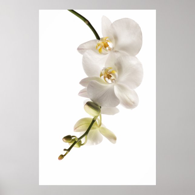 White Dendrobium Orchid Flower Spray Blommigt Poster (Framsidan)