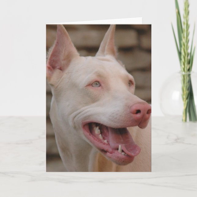 White Doberman Kort (Framsida)