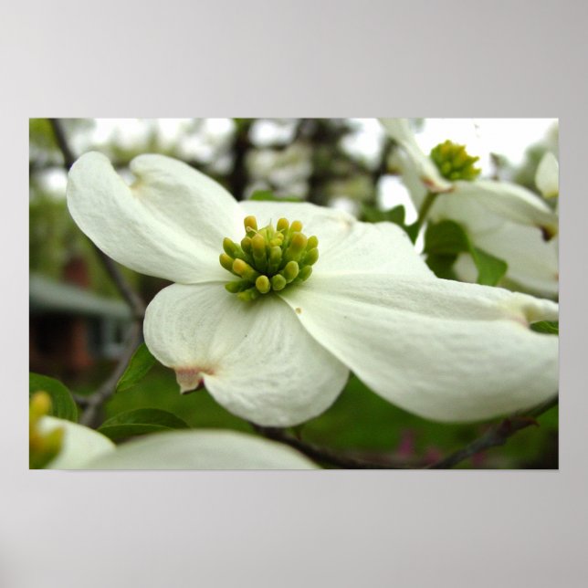 White Dogwood Blommar Poster (Framsidan)