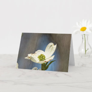 White Dogwood Bloom Kort