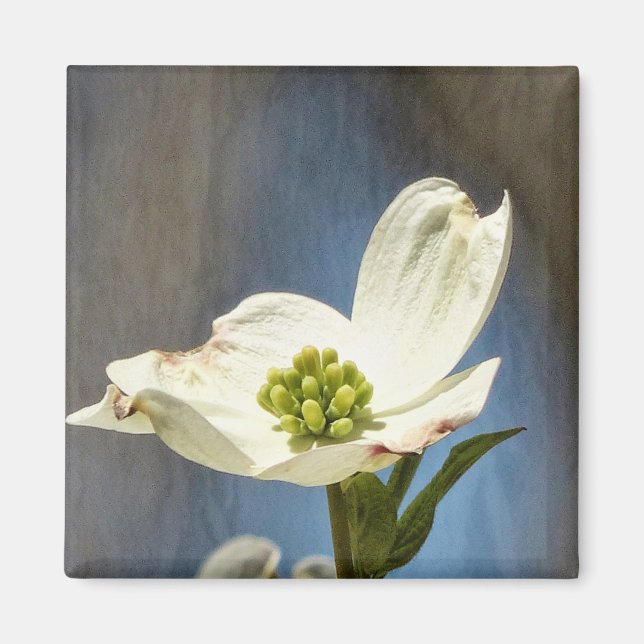 White Dogwood Bloom Magnet (Framsidan)