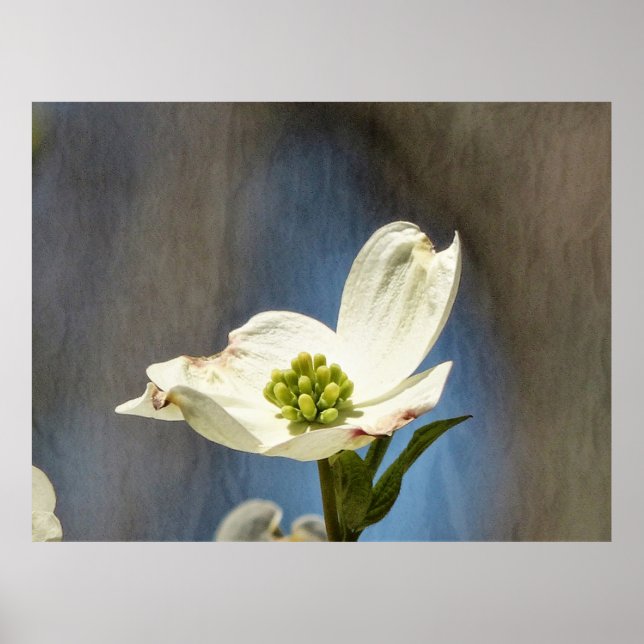 White Dogwood Bloom Poster (Framsidan)