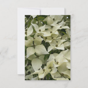 White Dogwood Flowers Anteckningskort