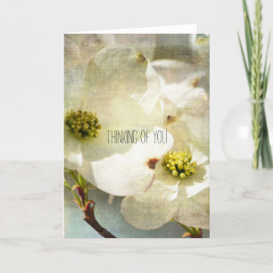 White Dogwood Flowers... Kort
