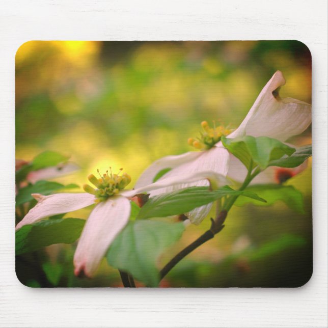 White Dogwood Flowers Musmatta (Framsidan)