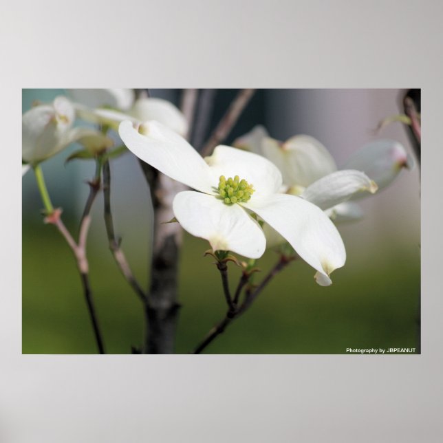 White Dogwood Poster (Framsidan)