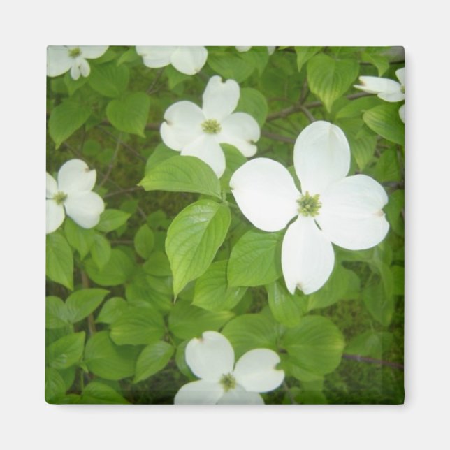 White Dogwood Träd Magnet (Framsidan)
