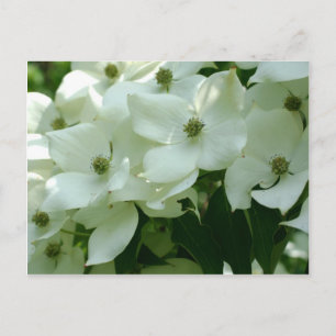 White Dogwood Vår blommor Vykort