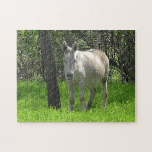 White Donkey on the Farm in Midwest Pussel
