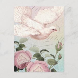 White Dove och Rosa ros Vykort