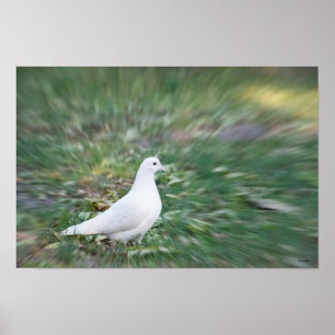 White Dove Poster