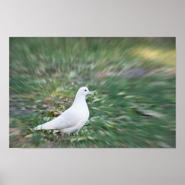 White Dove Poster (Framsidan)