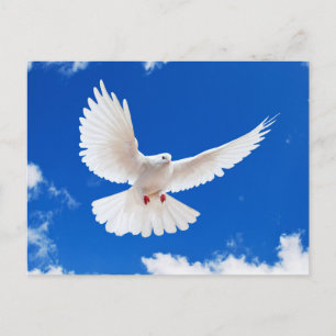 White Dove Vykort