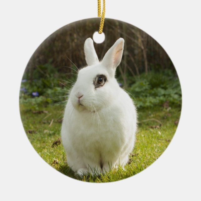 White Dwarf Hotot Bunny Rabbit Julgransprydnad Keramik (Framsidan)