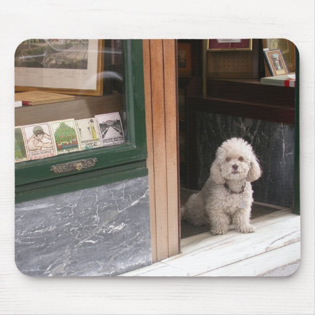 White Dwarf Pudel Musmatta (Framsidan)