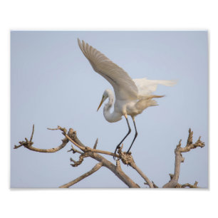 White Egret Landing i Träd Fototryck