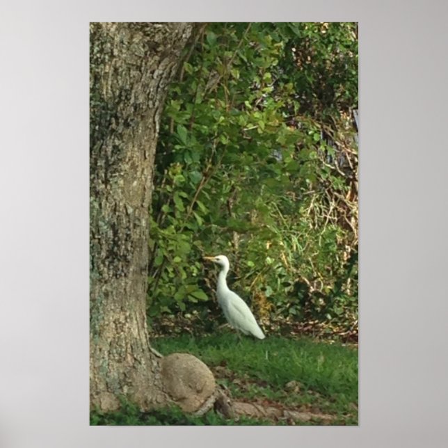 White Egret Poster (Framsidan)