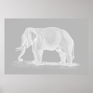 White Elephant Vintage 1800s Illustration Poster