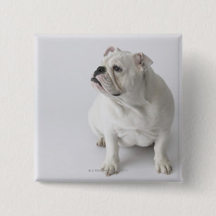 White English Bulldog Knapp
