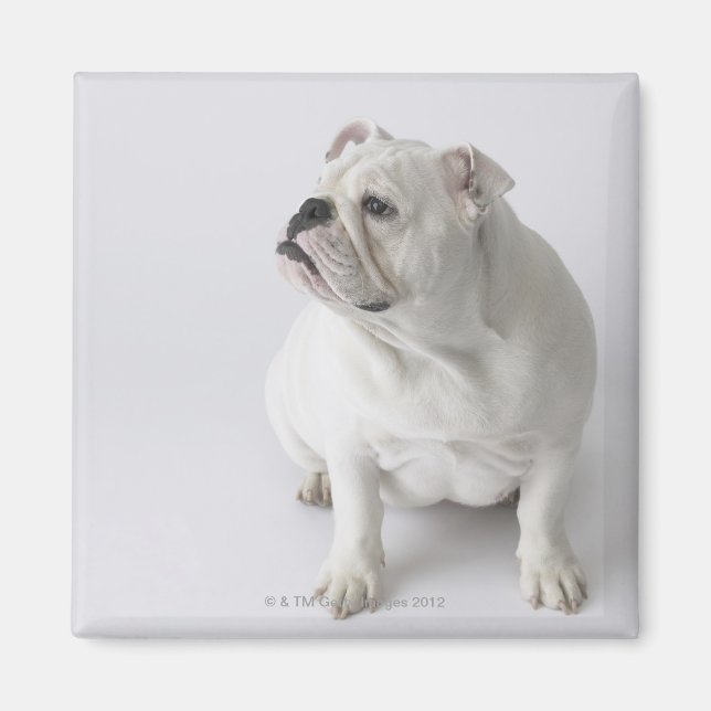 White English Bulldog Magnet (Framsidan)