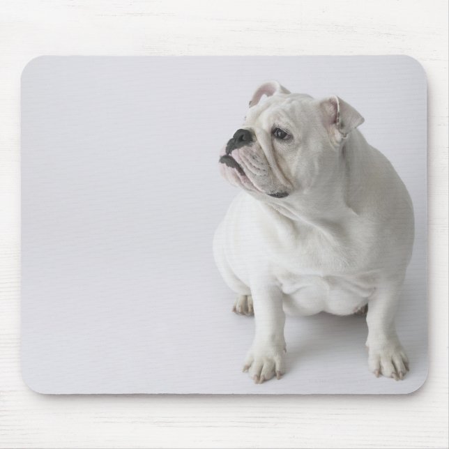 White English Bulldog Musmatta (Framsidan)