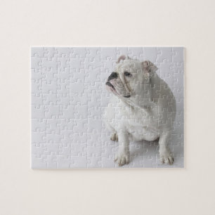 White English Bulldog Pussel