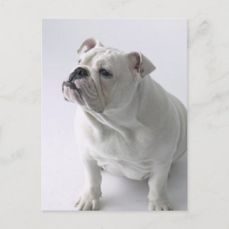 White English Bulldog sitta i studio, Vykort