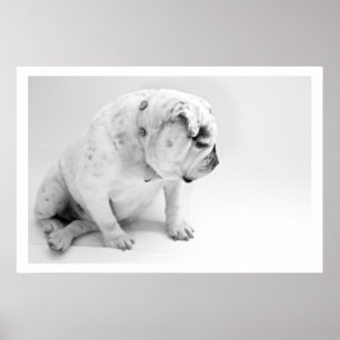 White English Bulldog Sitta Poster