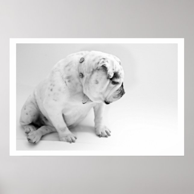 White English Bulldog Sitta Poster (Framsidan)