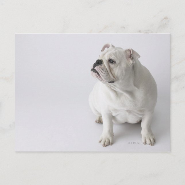 White English Bulldog Vykort (Framsida)