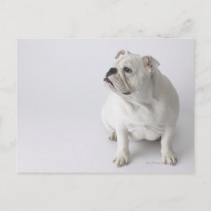 White English Bulldog Vykort