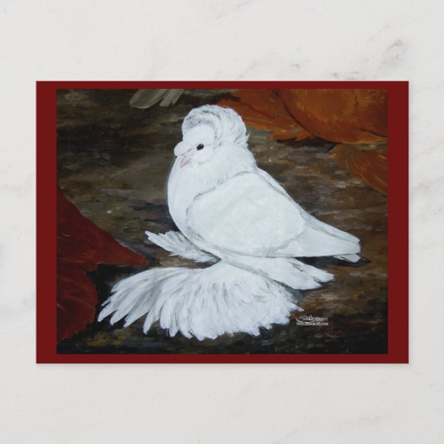 White English Trumpeter Pigeon Vykort (Framsida)