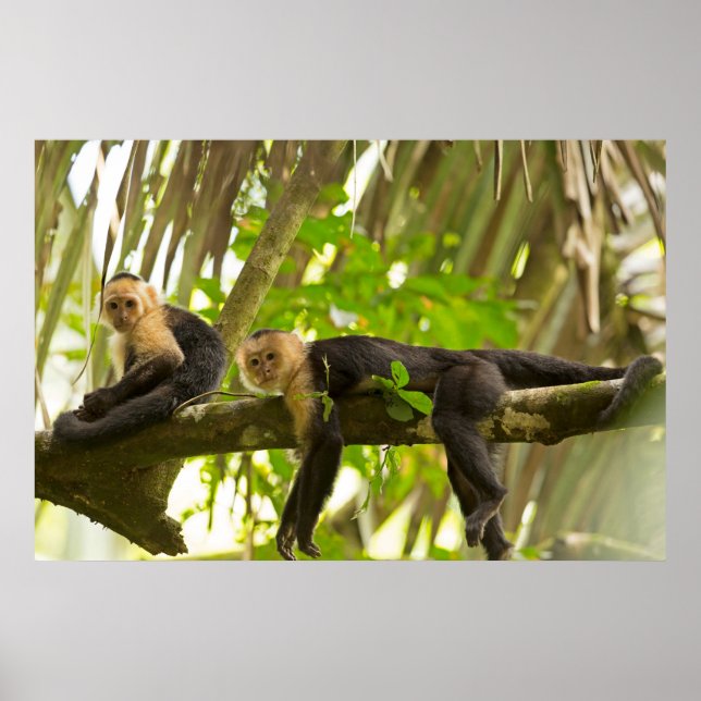 White Faced Capuchin Monkey i Costa Rica Poster (Framsidan)