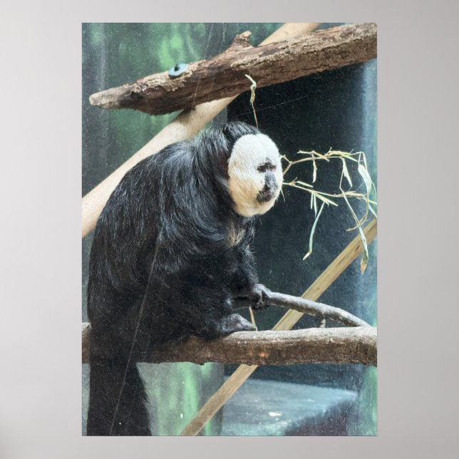 White-faced Saki Monkey Poster (Framsidan)