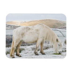 White Fell Pony på Moorland på Winter Magnet