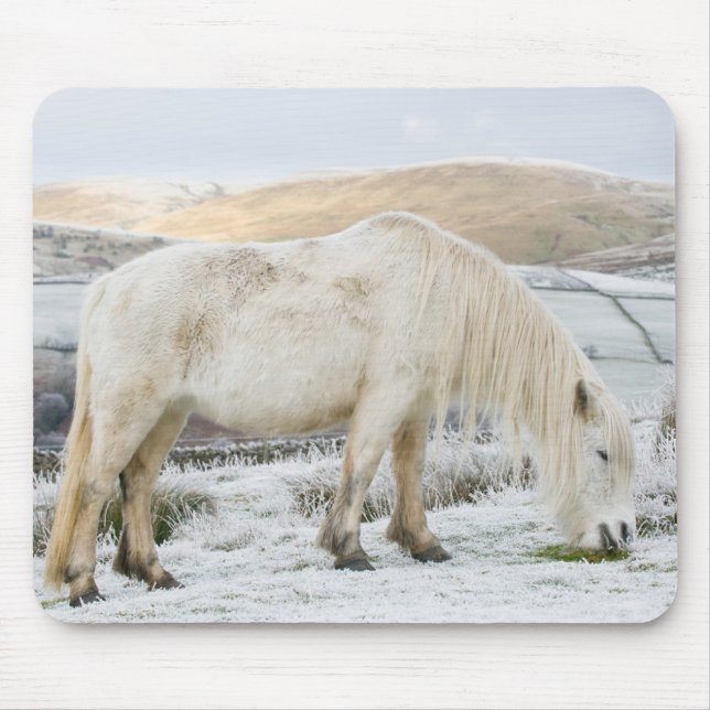 White Fell Pony på Moorland på Winter Musmatta (Framsidan)