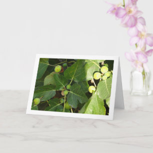 White Figs på Träd Kort