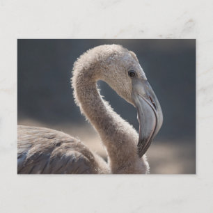 White Flamingo Bird Vykort