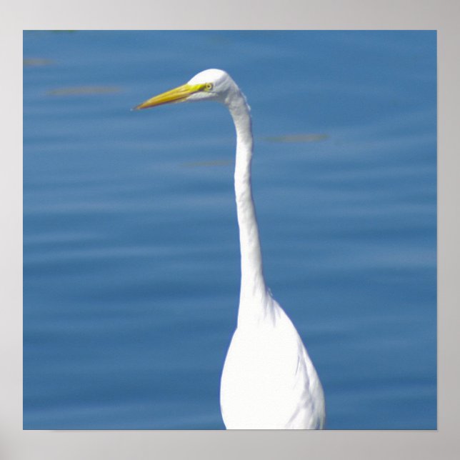 White Florida Crane Poster (Framsidan)