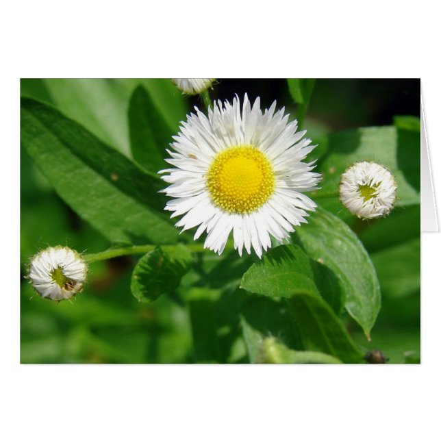 White Flower Ogräs Hälsningskort (Framsidan Horizontal)